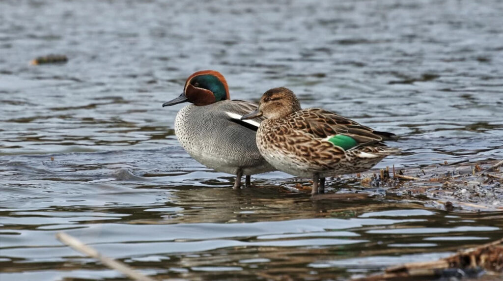 تالاب پته خور