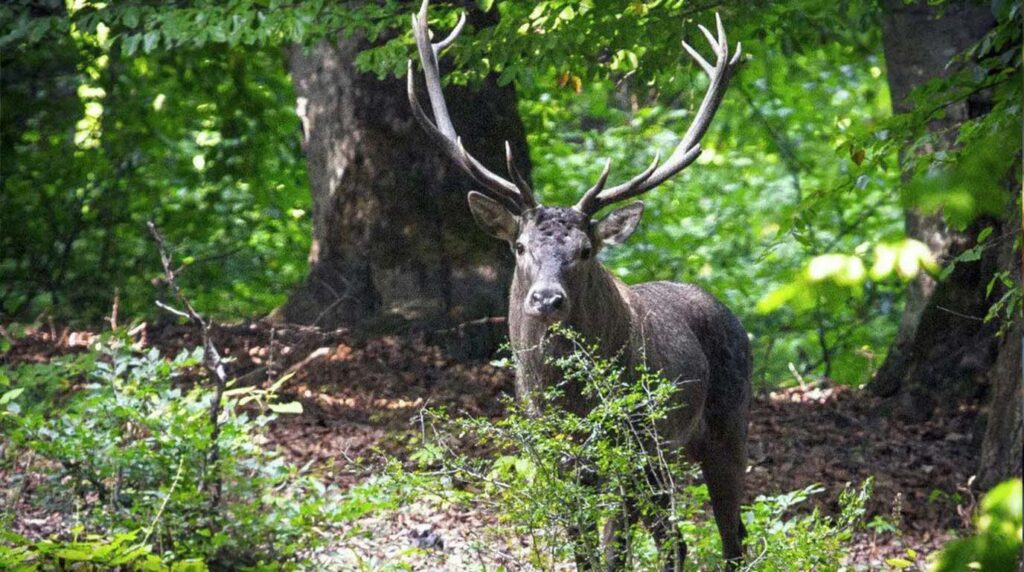 جنگل های هیرکانی