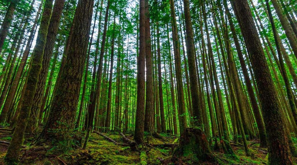 جنگل های هیرکانی